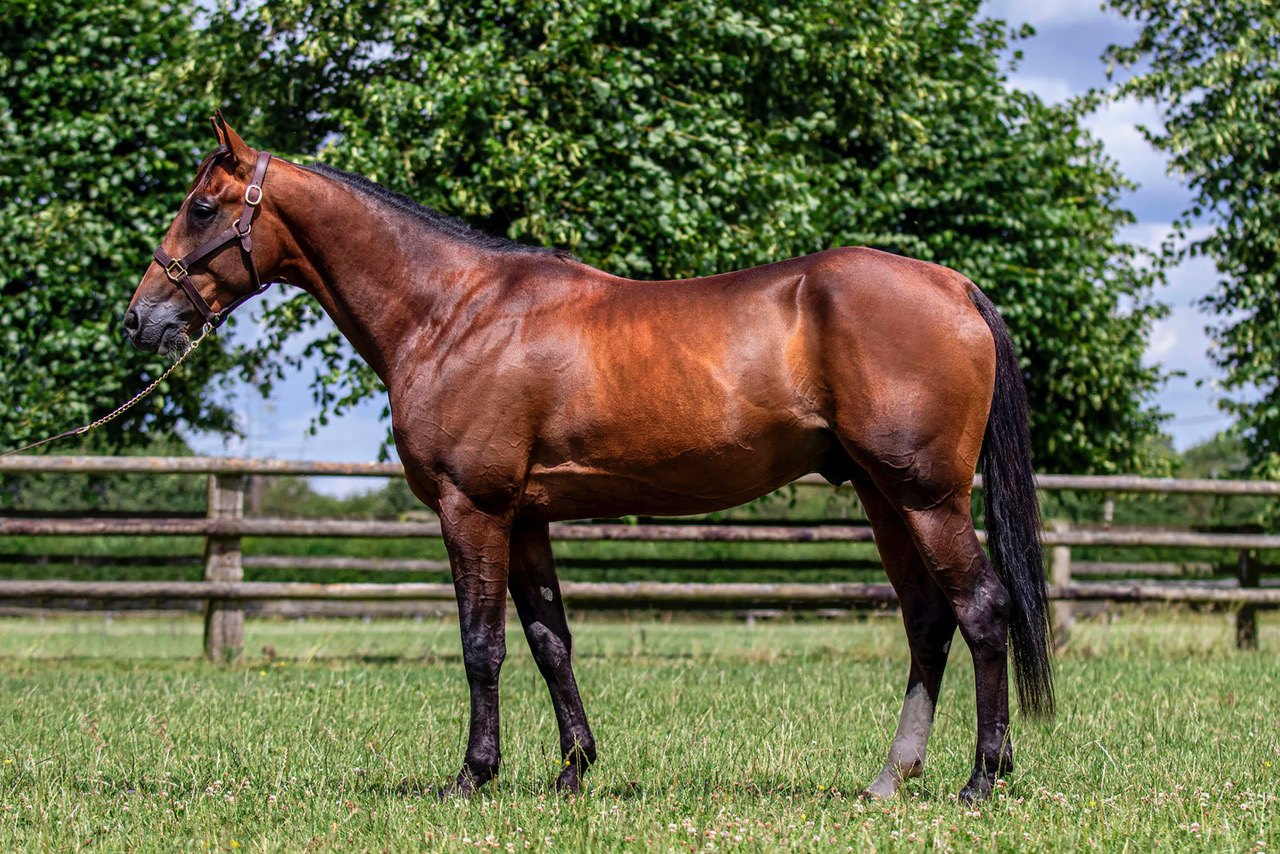 haras de la sauvagère - KANADA